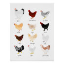 Search for chicken breeds posters Farm