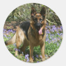 Search for pam stickers Alsatian