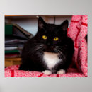 Search for black white cat posters Feline