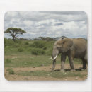 Search for amboseli national park electronics Africa
