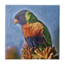 Search for parrot tiles Australian