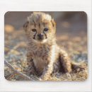 Search for danita delimont mouse mats Carnivore