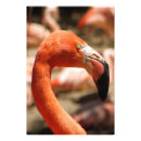 Search for gorgeous posters Cool
