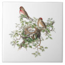 Search for bird nest tiles Nature