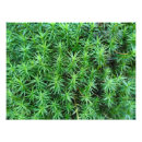 Search for junipers posters Green