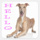 Search for greyhound stickers Puppies