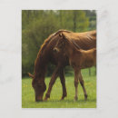 Search for thoroughbred vertical postcards Equestrian