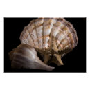 Search for whelk Starfish