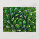 Search for agave horizontal postcards Cactus