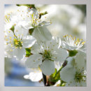 Search for white cherry blossom tree posters Flowers