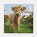Search for hairy magnets Cow