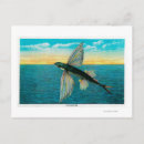 Search for catalina island postcards Fish