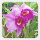 Search for beautiful orchid stickers Botanical