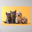 Search for cute baby kitten posters Puppy