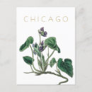 Search for vintage chicago postcards Modern