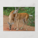 Search for deer buck postcards Young