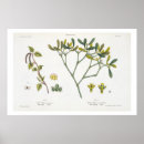 Search for fig tree art Trees