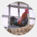 Search for cockerels stickers Fowl