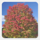 Search for maple tree stickers Concord