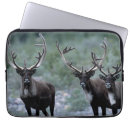 Search for rack electronics Antlers