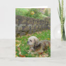 Search for shihtzu cards Animals