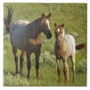 Search for horse tiles Foal