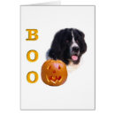 Search for landseer newfoundland Dog