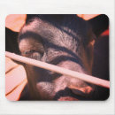 Search for black bull mouse mats Cute