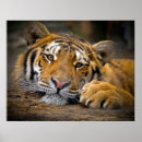Search for lazy art Photography