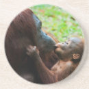 Search for ape coasters Baby