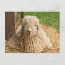 Search for angora Adorable
