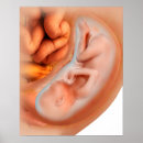Search for development posters Digitally generated image