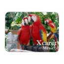 Search for macaws magnets Parrot