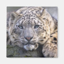 Search for snow leopard magnets Leopards