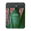 Search for monarch butterfly magnets Photography