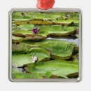 Search for brazilian christmas tree decorations Travel
