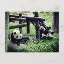 Search for zoo panda postcards Retro