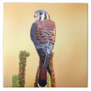 Search for native tiles Usa