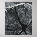 Search for woodgrain posters Photography