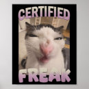 Search for certified posters Kitten