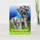Search for miniature schnauzer cards Cute