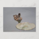 Search for bird feathers postcards Birding