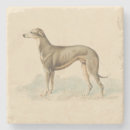 Search for greyhound dog coasters Whippet