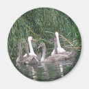Search for cygnet magnets Animals