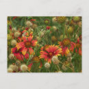 Search for summertime postcards Flower