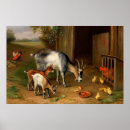 Search for vintage farm animal posters Bird