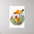 Search for bird of paradise canvas prints Colourful