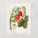 Search for strawberry postcards Vintage