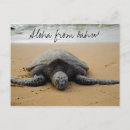 Search for turtle stuff postcards Shell