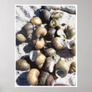 Search for snail posters Shell
